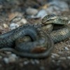 Uzovka hladka - Coronella austriaca - Smooth Snake 6153